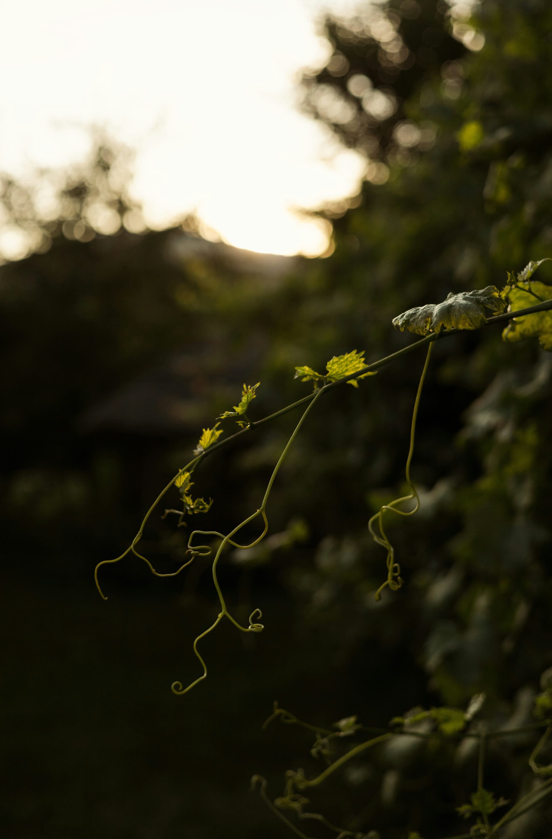 Sistema Gestão Espírita 360